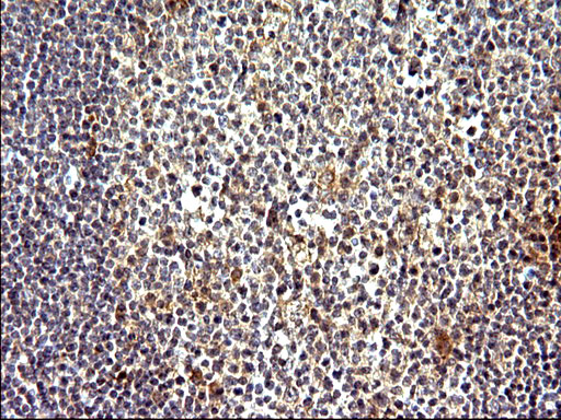 m14759 1 anti cox4nb emc8 mouse monoclonal antibody clone id oti1d6 ihc testing 8