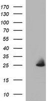 m14759 anti cox4nb emc8 mouse monoclonal antibody clone id oti4f3 wb testing 1