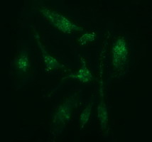 m14789 anti catip mouse monoclonal antibody clone id oti4b4 if testing 10