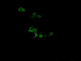 m14789 anti catip mouse monoclonal antibody clone id oti4b4 if testing 9