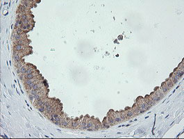 m14789 anti catip mouse monoclonal antibody clone id oti4b4 ihc testing 4