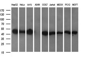 Western blot analysis of extracts (35ug) from 9 different cell lines by using anti-C2orf62 monoclonal antibody (HepG2: human; HeLa: human; SVT2: mouse; A549: human; COS7: monkey; Jurkat: human; MDCK: canine; PC12: rat; MCF7: human) (1:200)