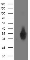 m14857 anti dusp27 dupd1 mouse monoclonal antibody clone id oti6c6 wb testing 1