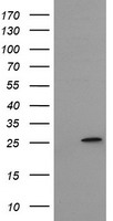 HEK293T cells were transfected with the pCMV6-ENTRY control (Left lane) or pCMV6-ENTRY MRPS34 (Right lane) cDNA for 48 hrs and lysed