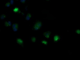 m14945 anti mrps34 mouse monoclonal antibody clone id oti4h2 if testing 12