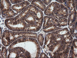 m14945 anti mrps34 mouse monoclonal antibody clone id oti4h2 ihc testing 5
