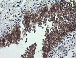 m14945 anti mrps34 mouse monoclonal antibody clone id oti4h2 ihc testing 7