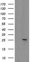 HEK293T cells were transfected with the pCMV6-ENTRY control (Left lane) or pCMV6-ENTRY MRPS34 (Right lane) cDNA for 48 hrs and lysed