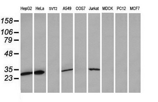 Western blot analysis of extracts (35ug) from 9 different cell lines by usin g anti-MRPS34 monoclonal antibody (HepG2: human; HeLa: human; SVT2: mouse; A549: human; COS7: monkey; Jurkat: human; MDCK: canine; PC12: rat; MCF7: human)