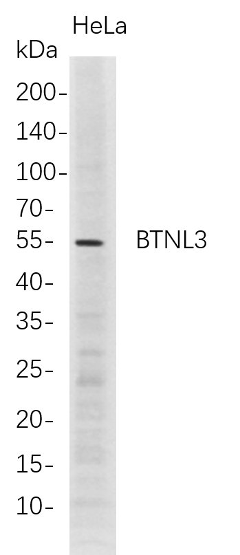 m14946 1 btnl3 primary antibodies wb testing 1