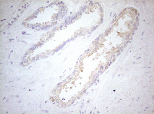 m14953 anti mad4 mxd4 mouse monoclonal antibody clone id oti7f7 ihc testing 4