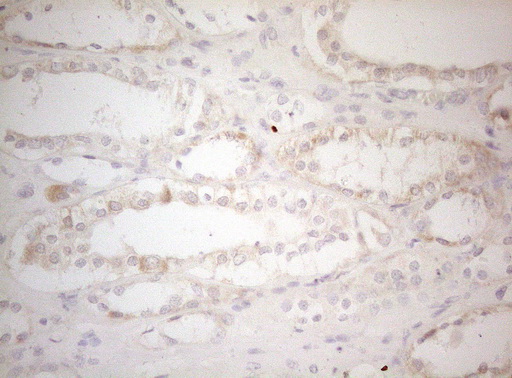 m14953 anti mad4 mxd4 mouse monoclonal antibody clone id oti7f7 ihc testing 6