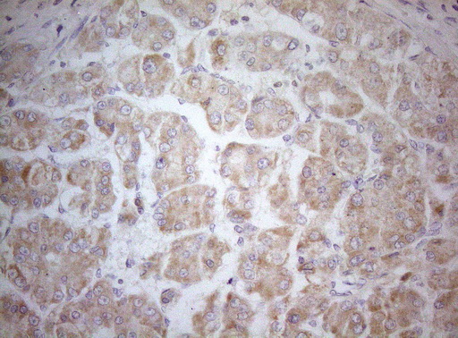 m14953 anti mad4 mxd4 mouse monoclonal antibody clone id oti7f7 ihc testing 7