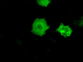 m14965 1 anti protein kinase y linked prky mouse monoclonal antibody clone id oti3d11 if testing 2