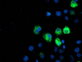 m15029 anti ilvbl mouse monoclonal antibody clone id oti8a12 if testing 17