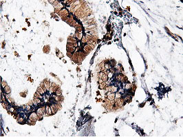 m15029 anti ilvbl mouse monoclonal antibody clone id oti8a12 ihc testing 11