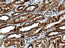 m15029 anti ilvbl mouse monoclonal antibody clone id oti8a12 ihc testing 12