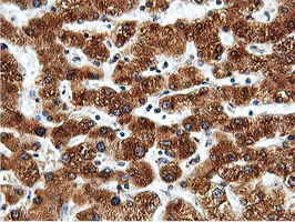 m15029 anti ilvbl mouse monoclonal antibody clone id oti8a12 ihc testing 13