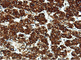 m15029 anti ilvbl mouse monoclonal antibody clone id oti8a12 ihc testing 14