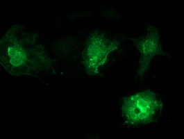 m15033 anti vsig2 mouse monoclonal antibody clone id oti2d8 if testing 5