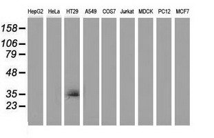 m15033 anti vsig2 mouse monoclonal antibody clone id oti2d8 wb testing 2