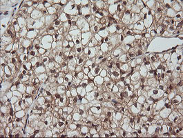 m15087 1 anti lzic mouse monoclonal antibody clone id oti5e3 ihc testing 10