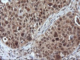 m15087 1 anti lzic mouse monoclonal antibody clone id oti5e3 ihc testing 3