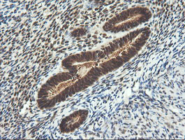 m15087 1 anti lzic mouse monoclonal antibody clone id oti5e3 ihc testing 5