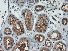 m15087 1 anti lzic mouse monoclonal antibody clone id oti5e3 ihc testing 9