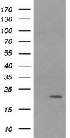 m15087 1 anti lzic mouse monoclonal antibody clone id oti5e3 wb testing 1