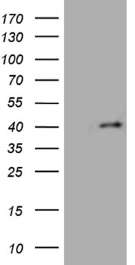 m15179 anti foxr1 mouse monoclonal antibody clone id oti3d8 wb testing 1