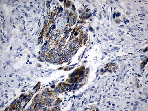 m15184 anti mrpl48 mouse monoclonal antibody clone id oti8e1 ihc testing 5