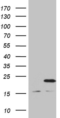 HEK293T cells were transfected with the pCMV6-ENTRY control (Left lane) or pCMV6-ENTRY MRPL48 (Right lane) cDNA for 48 hrs and lysed