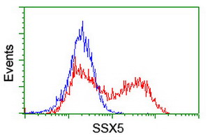 HEK293T cells transfected with either SSX5 (Myc-DDK-tagged) overexpress plasmid (Red) or empty vector control plasmid (Blue) were immunostained by anti-SSX5 antibody (M15233)
