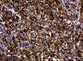 m15311 2 anti pogk mouse monoclonal antibody clone id oti6d5 ihc testing 14