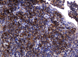 m15311 2 anti pogk mouse monoclonal antibody clone id oti6d5 ihc testing 15