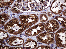 m15311 2 anti pogk mouse monoclonal antibody clone id oti6d5 ihc testing 17