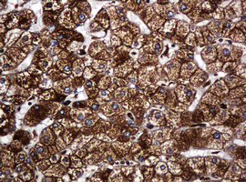 m15311 2 anti pogk mouse monoclonal antibody clone id oti6d5 ihc testing 18