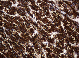 m15311 2 anti pogk mouse monoclonal antibody clone id oti6d5 ihc testing 19
