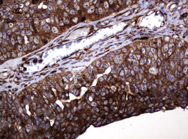 m15311 2 anti pogk mouse monoclonal antibody clone id oti6d5 ihc testing 4