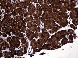 m15311 2 anti pogk mouse monoclonal antibody clone id oti6d5 ihc testing 5