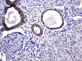m15311 2 anti pogk mouse monoclonal antibody clone id oti6d5 ihc testing 9