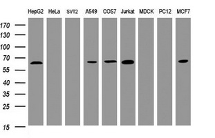 Western blot analysis of extracts (35ug) from 9 different cell lines by using anti-POGK monoclonal antibody (HepG2: human; HeLa: human; SVT2: mouse; A549: human; COS7: monkey; Jurkat: human; MDCK: canine; PC12: rat; MCF7: human)