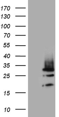 m15333 anti diras2 mouse monoclonal antibody clone id oti8a5 wb testing 1