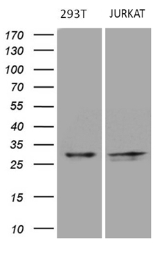 m15333 anti diras2 mouse monoclonal antibody clone id oti8a5 wb testing 2