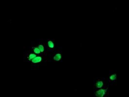 Anti-METT10D mouse monoclonal antibody (M15345-1) immunofluorescent staining of COS7 cells transiently transfected by pCMV6-ENTRY METT10D