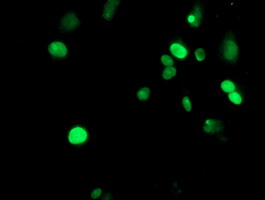 m15345 anti mett10d mettl16 mouse monoclonal antibody clone id oti3b5 if testing 11