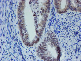 m15345 anti mett10d mettl16 mouse monoclonal antibody clone id oti3b5 ihc testing 5