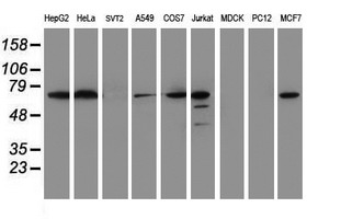 Western blot analysis of extracts (35ug) from 9 different cell lines by usin g anti-METT10D monoclonal antibody (HepG2: human; HeLa: human; SVT2: mouse; A549: human; COS7: monkey; Jurkat: human; MDCK: canine; PC12: rat; MCF7: human)
