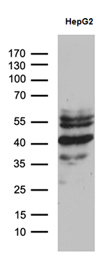 Western blot analysis of extracts (35ug) from Hepg2 cell line by using anti-ZNF670 monoclonal antibody (1:500).